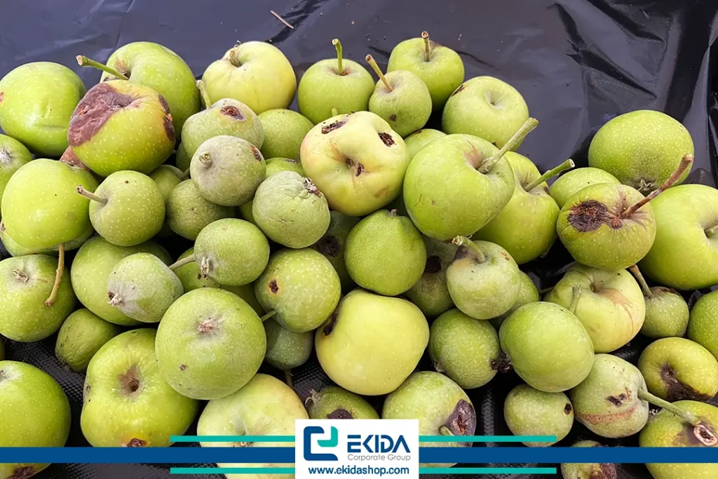 سیبهای آلوده شده به کرم سیب