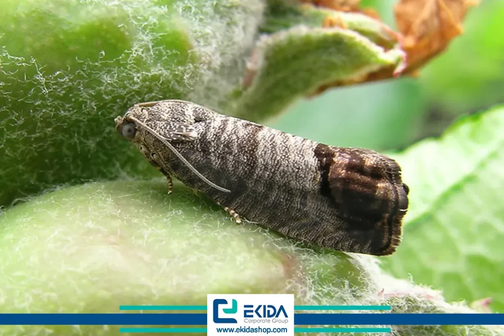 حشره کرم سیب