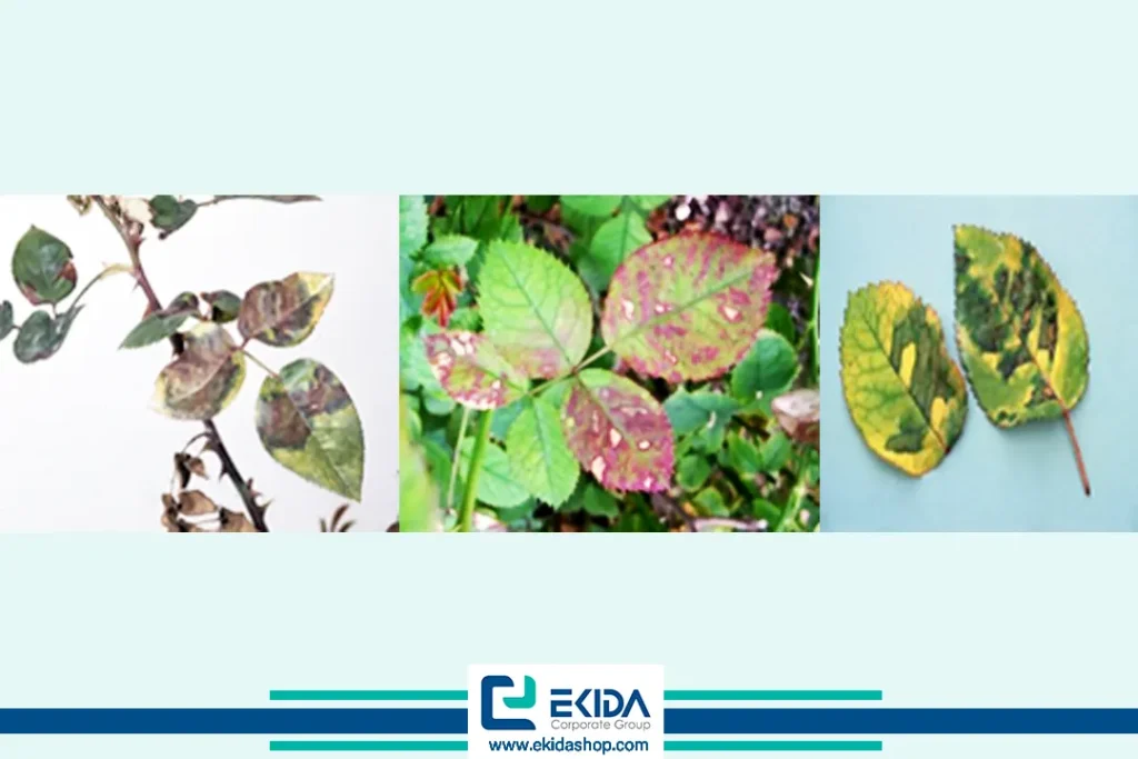 بیماری سفیدک کرکی رز