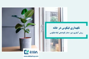 نگهداری فیکوس در خانه