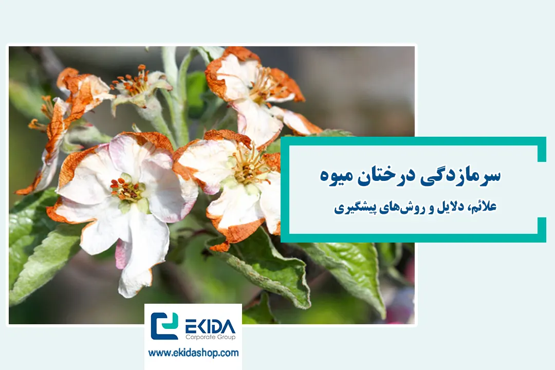 سرمازدگی درختان میوه