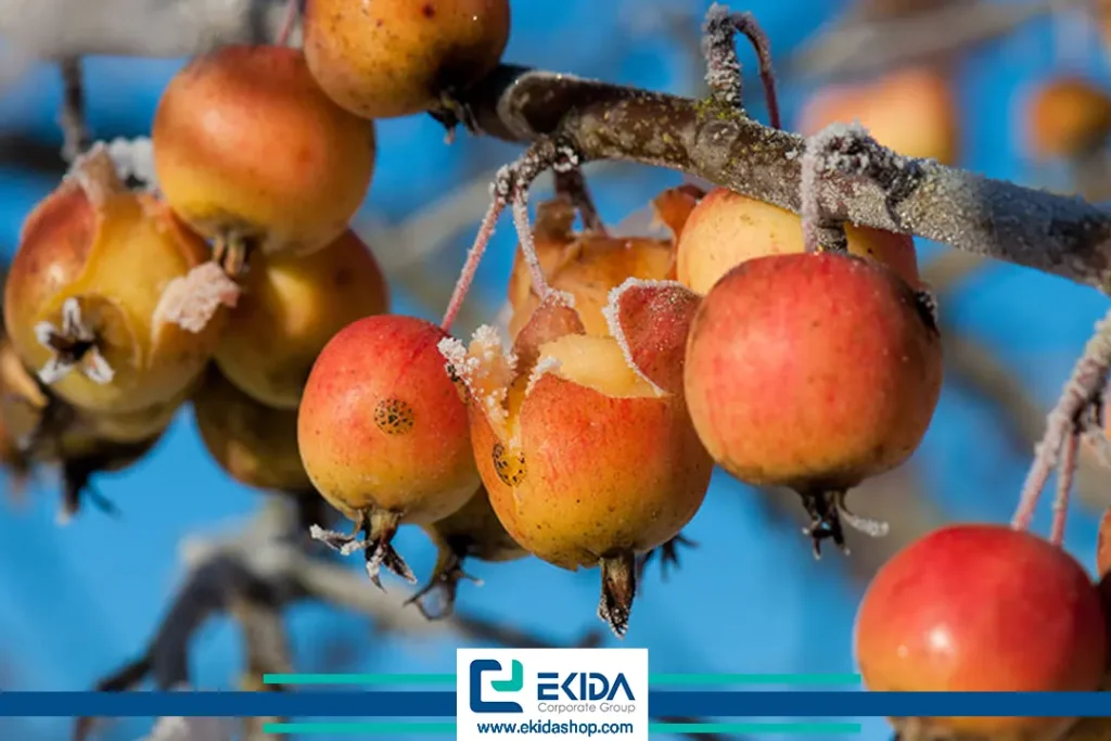 بروز سرمازدگی روی درختان میوه