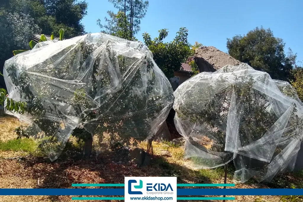 جلوگیری از سرمازدگی درختان میوه