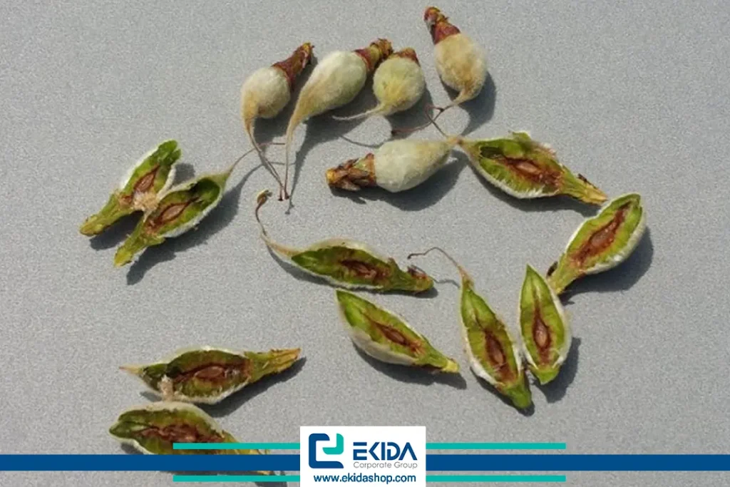 سرمازدگی دانه میوه