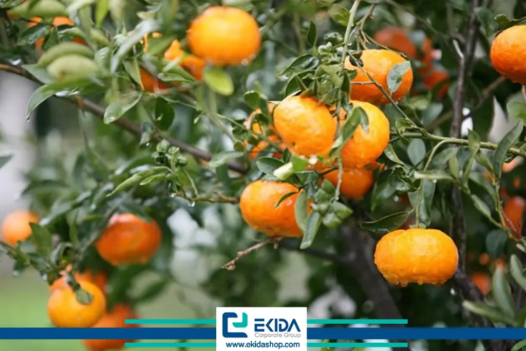 سرمازدگی روی میوه‌ها