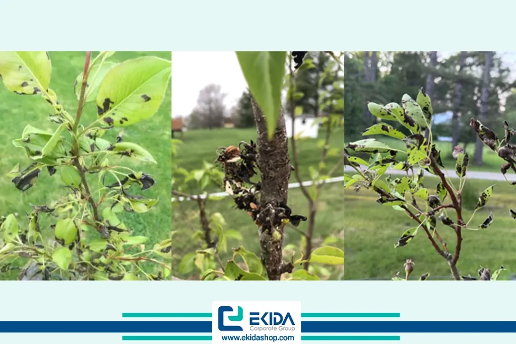 خسارت سرمازدگی