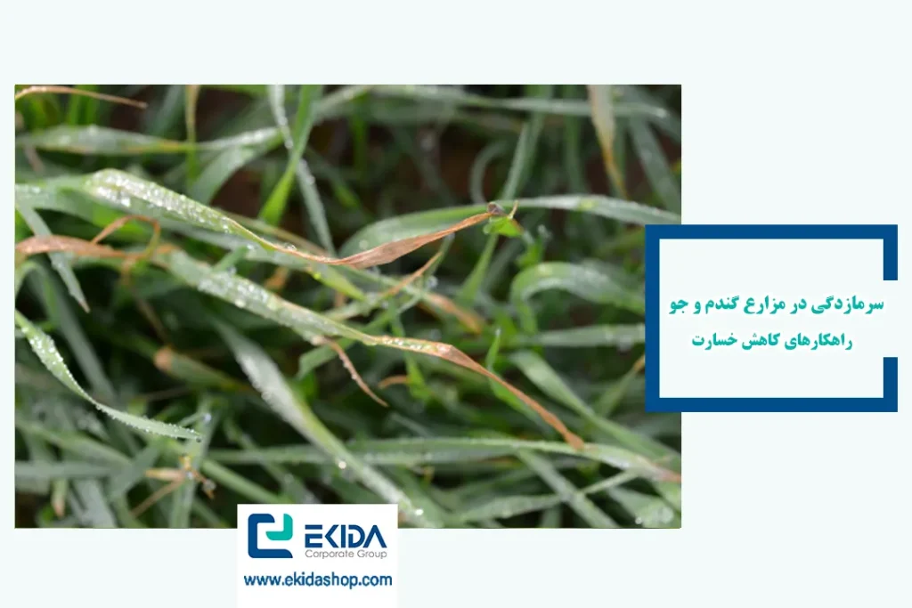 سرمازدگی در مزارع گندم و جو