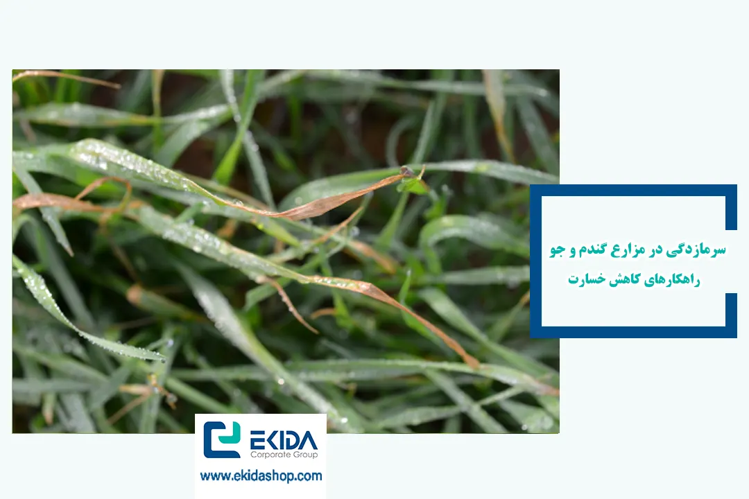 سرمازدگی در مزارع گندم و جو