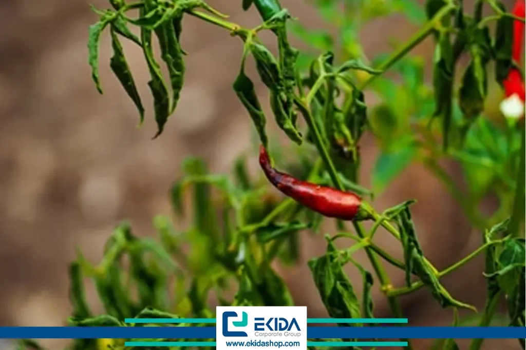 پژمردگی فوزاریومی