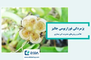 پژمردگی فوزاریومی جالیز