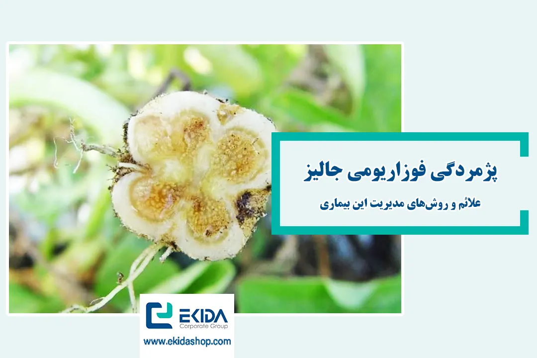 پژمردگی فوزاریومی جالیز