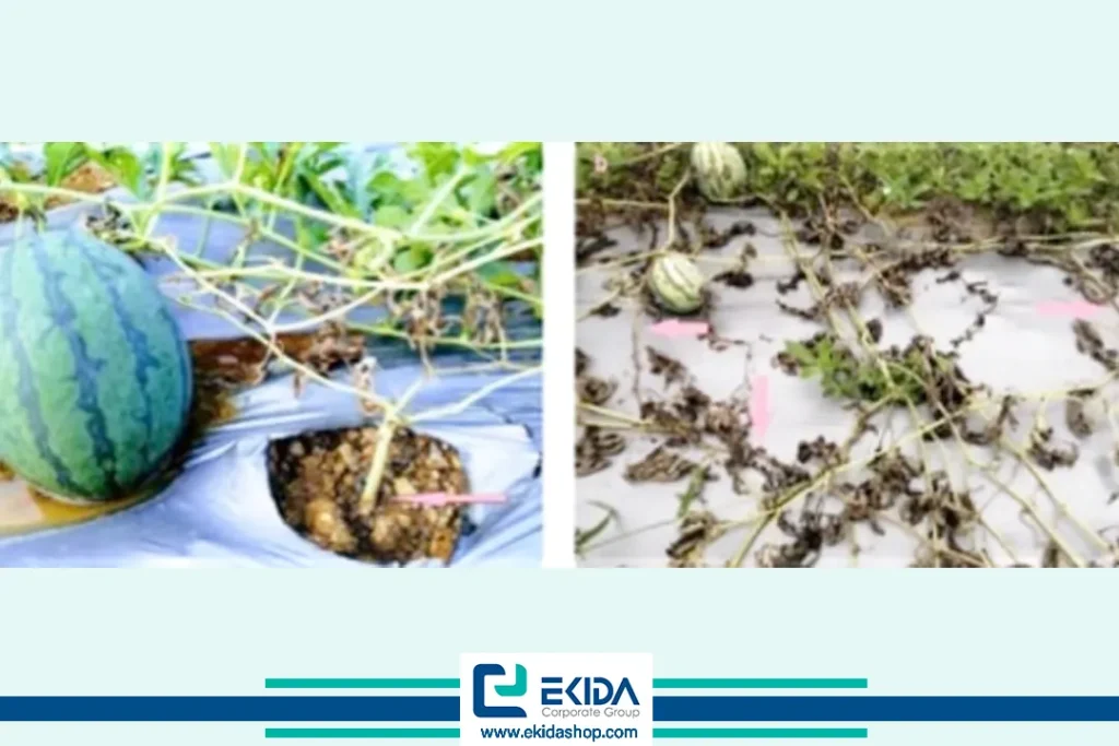 خسارت پژمردگی فوزاریومی در جالیز