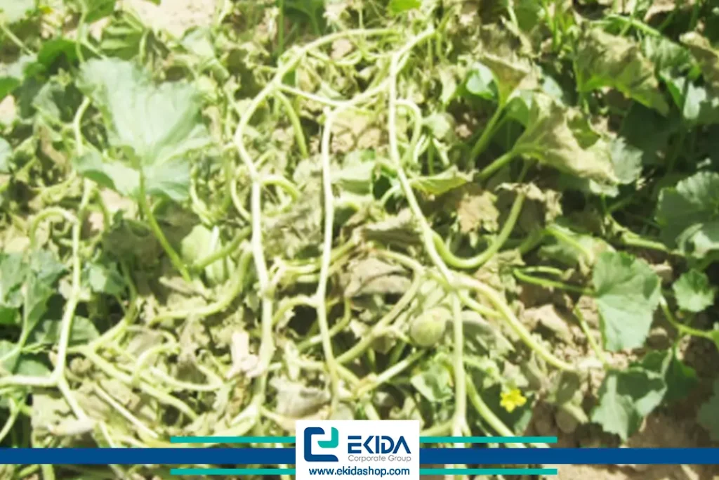 خسارت پژمردگی فوزاریومی جالیز روی ریشه‌ها