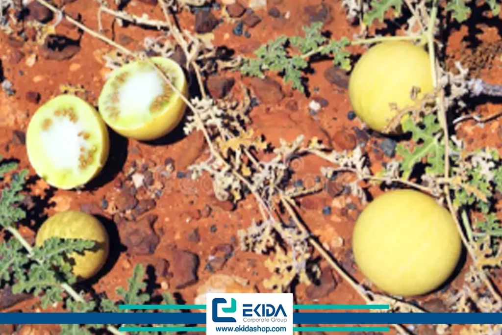 خسارت پژمردگی فوزاریومی جالیز روی میوه‌ها