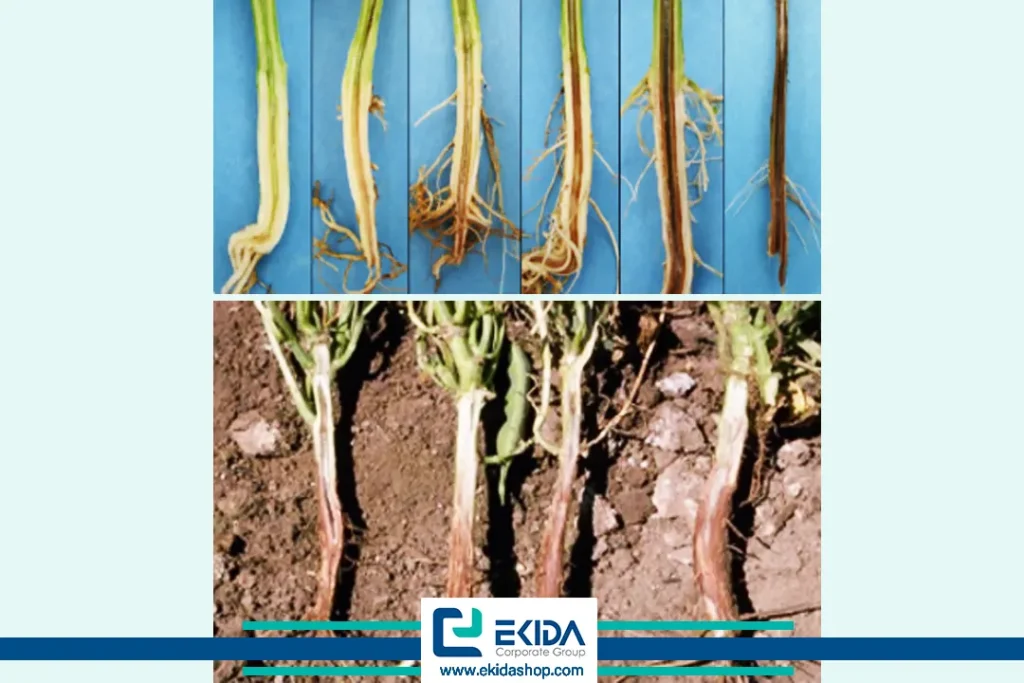 بروز پژمردگی فوزاریومی جالیز