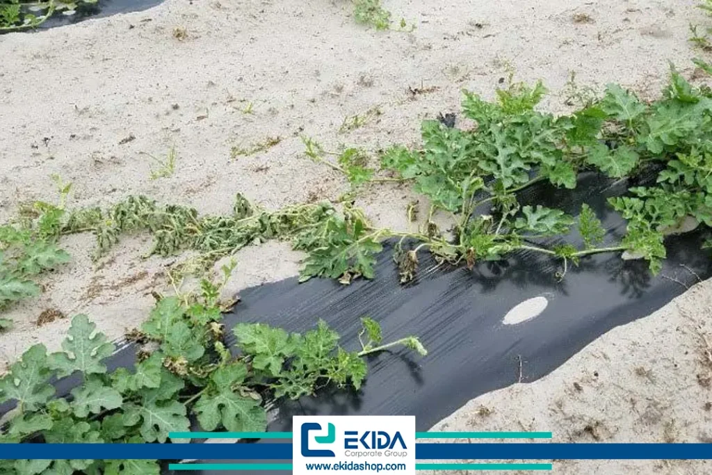 پژمردگی فوزاریومی در جالیز