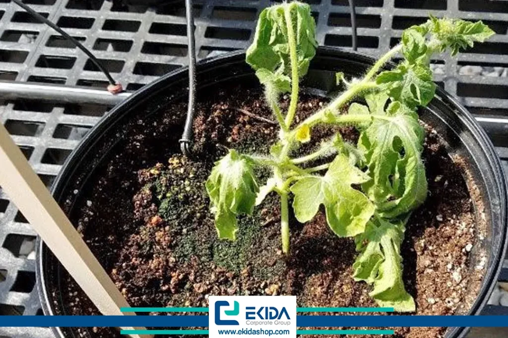 خسارت پژمردگی فوزاریومی جالیز روی برگها