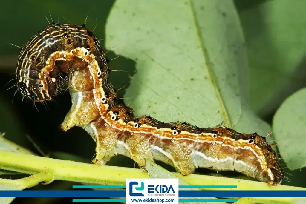 کرم میوه خوار گوجه فرنگی