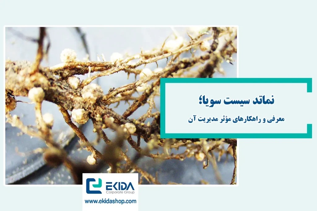 نماتد سیست سویا
