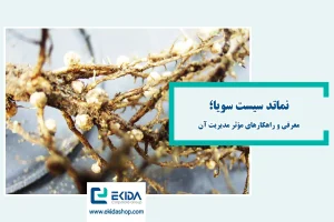 نماتد سیست سویا