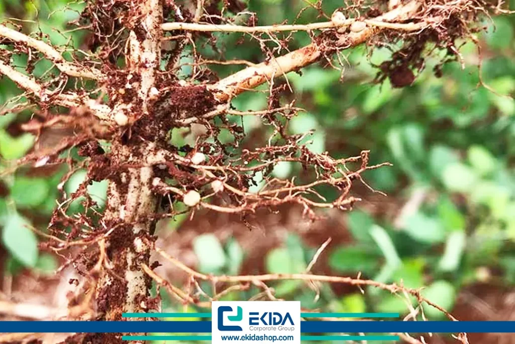 اثرات نماتد سیست سویا