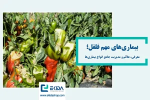 بیماریهای فلفل