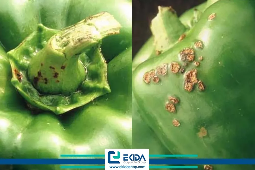 علائم بیماری فلفل