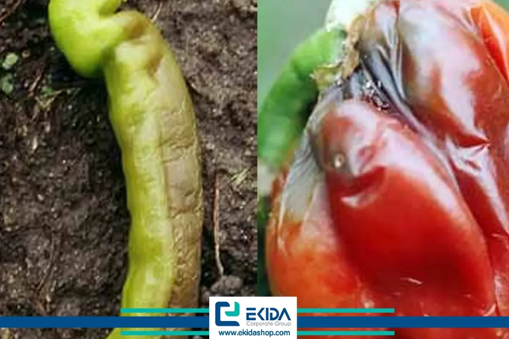 خسارت روی فلفل