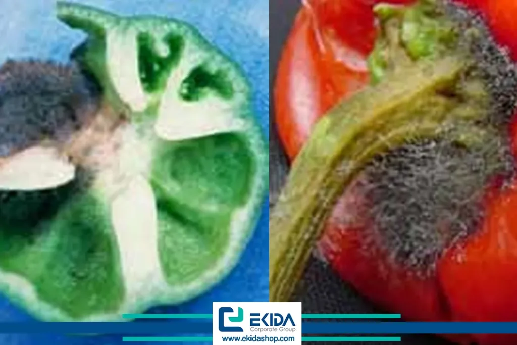 آسیب به فلفل