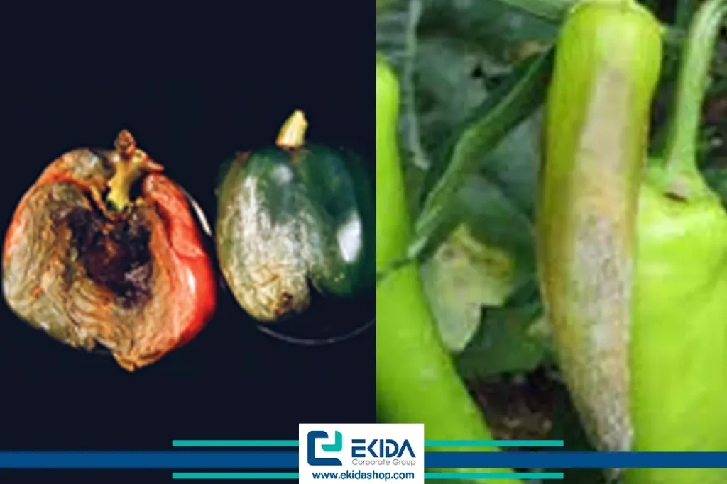 پژمرده شدن فلفل