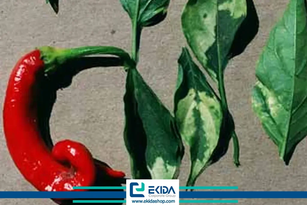 بروز بیماری در فلفل