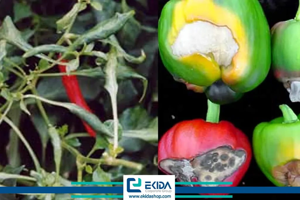 خسارت بیماری در فلفل