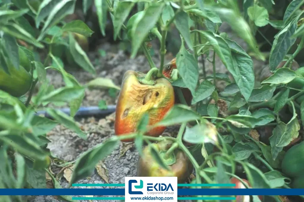 بیماری بوته فلفل