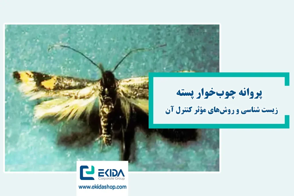 پروانه چوب‌خوار پسته