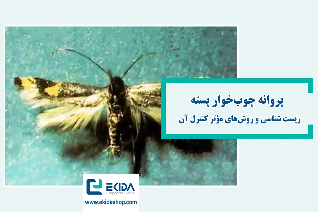 پروانه چوب‌خوار پسته