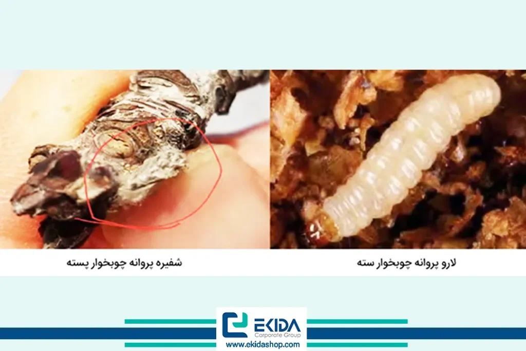 مراحل رشدی پروانه چوبخوار پسته