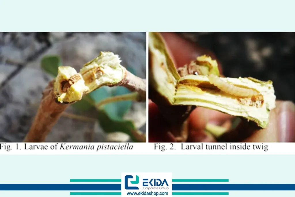 دوره زندگی پروانه چوبخوار پسته