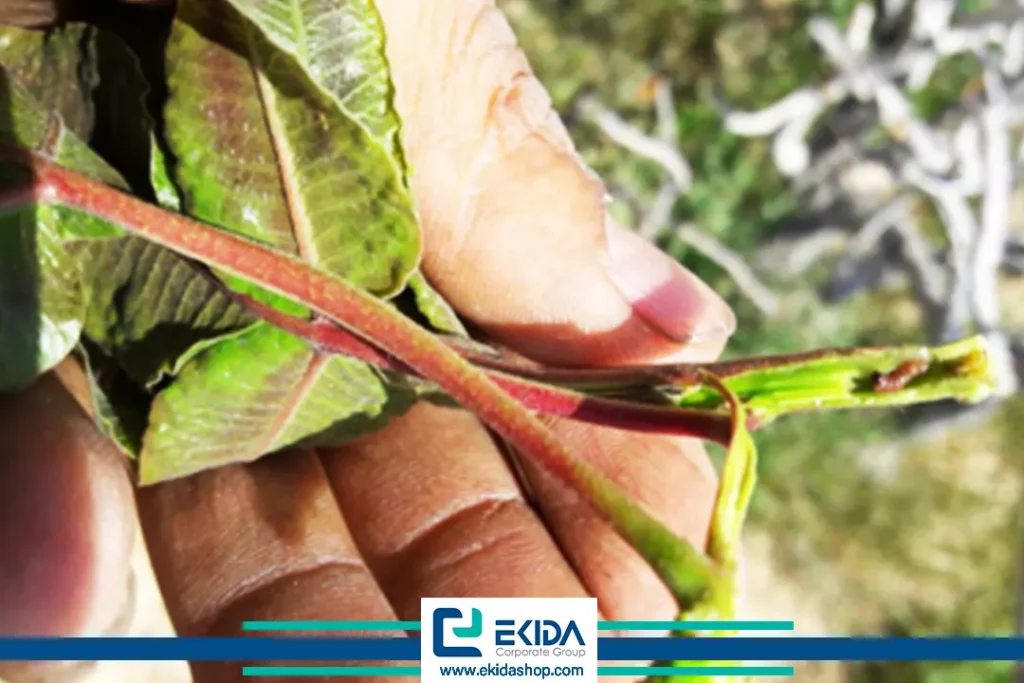 خسارت پروانه چوبخوار پسته