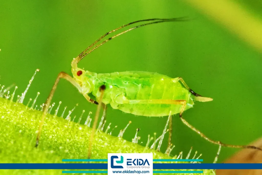 یکی از آفات گلخانه