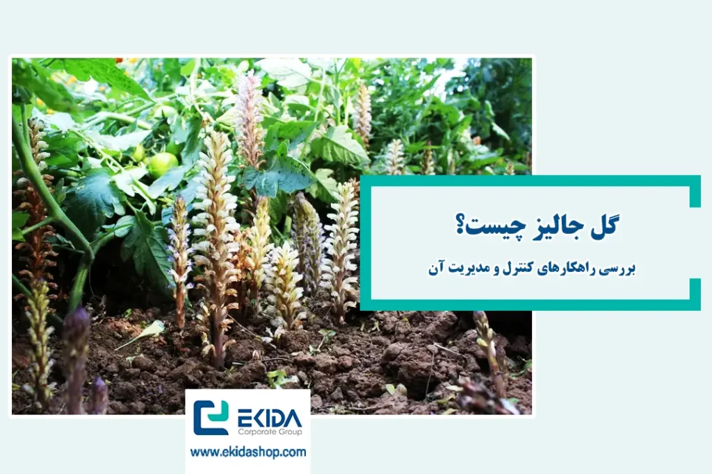 معرفی گل جالیز