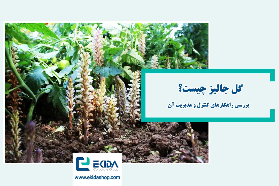 معرفی گل جالیز