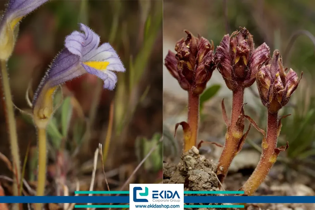 خسارت گل جالیز