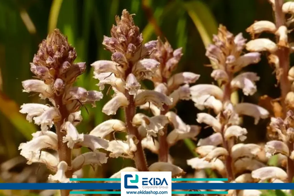 گل جالیز چیست؟