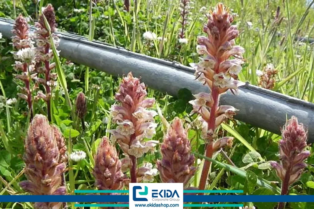 درباره گل جالیز