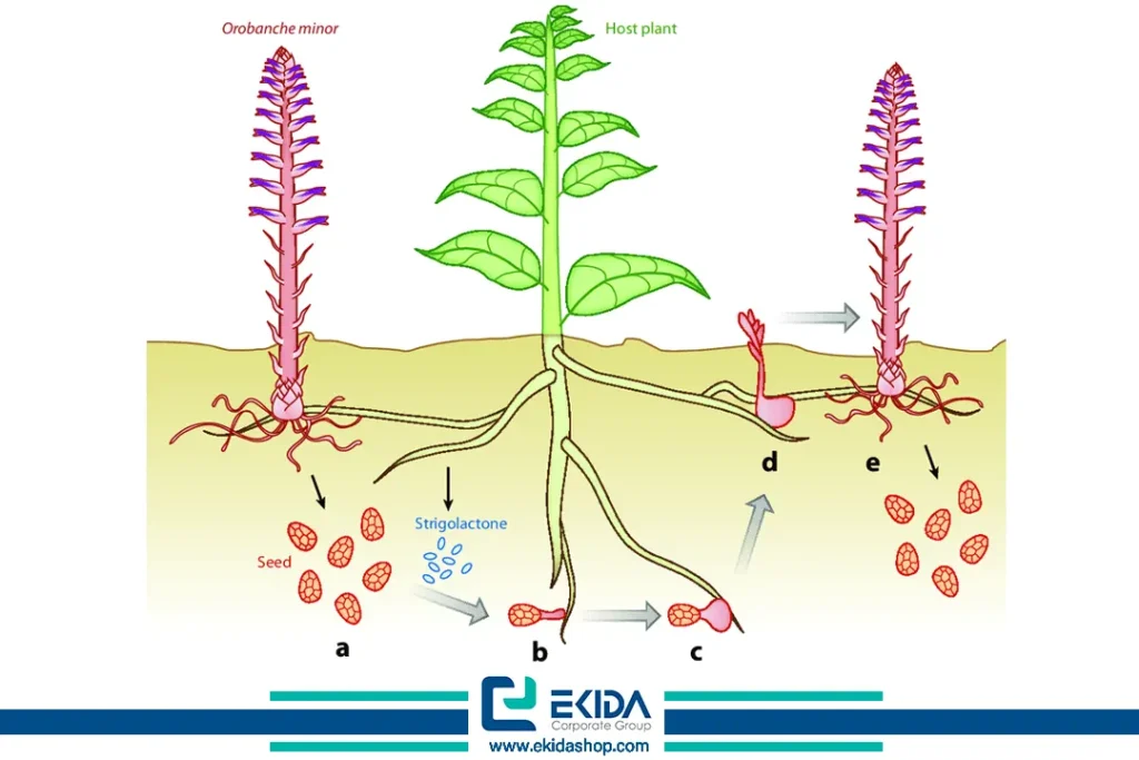 عملکرد گل جالیز