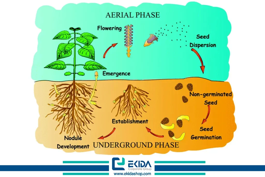 چرخه زندگی گل جالیز