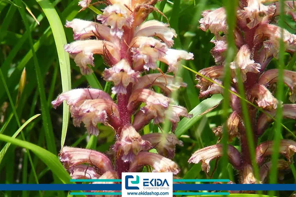 آشنایی با گل جالیز