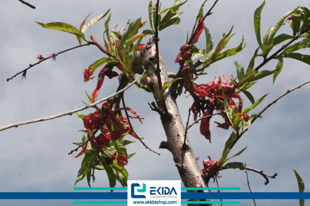 علائم بیماری لب شتری هلو روی شاخه‌ها