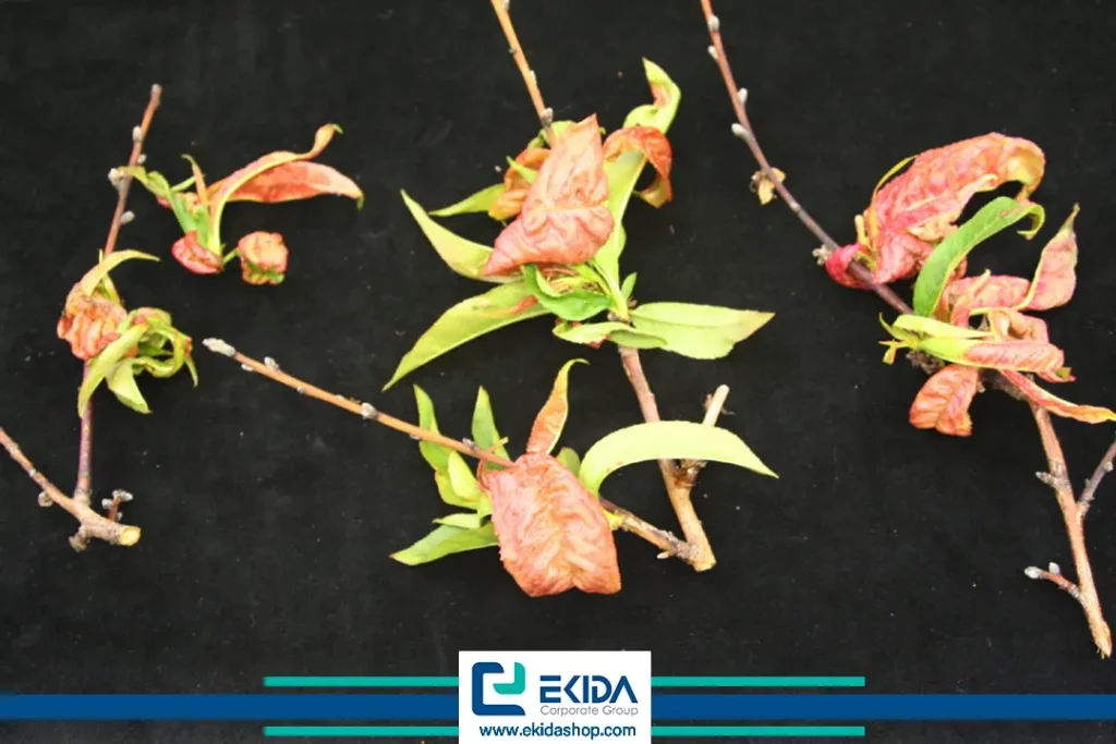 چرخه بیماری لب شتری هلو