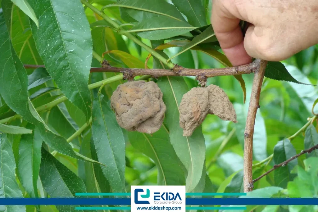 بیماری لب شتری هلو روی میوه‌های درخت